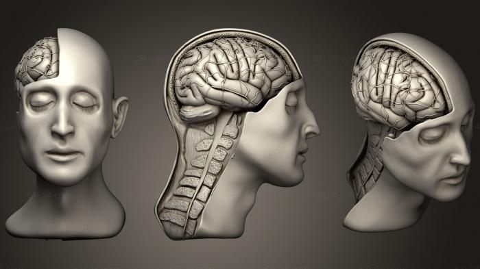 Анатомия скелеты и черепа (Открытый мозг, ANTM_0413) 3D модель для ЧПУ станка